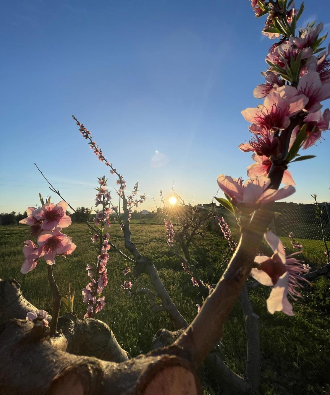 Agriturismo Le Grange Villa Numana Esterno foto